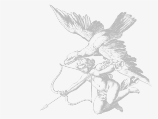 Aquila