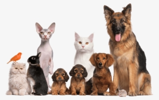 Conhe A O Animals Faa Um Teste