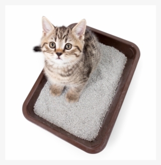 Cómo Elegir El Mejor Arenero Para Tu Gato