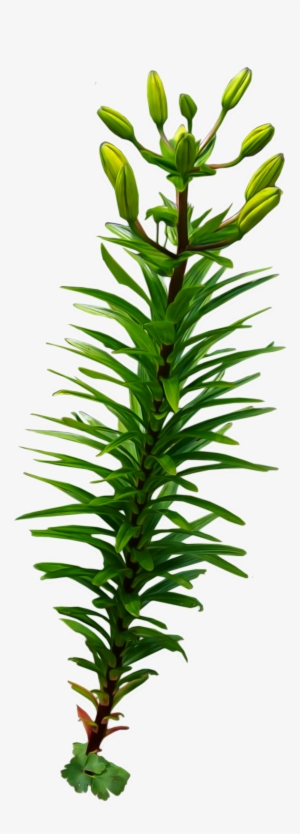 Coral Png Pic - Vintiquewise Tree Stump Style Flower Planter With 4
