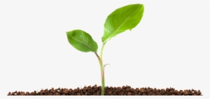 Scroll Down To Get Started > - Plant In Soil Png