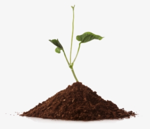 And So The First Step Should Always Be To Confirm Your - Pile Of Soil