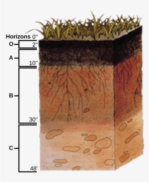 This Soil Profile Shows The Different Soil Layers Found - Soil Profile