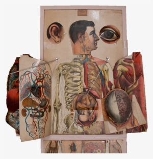 A Life Sized Anatomical Atlas With It's Flaps Or Overlays - 19th Century Anatomy Book