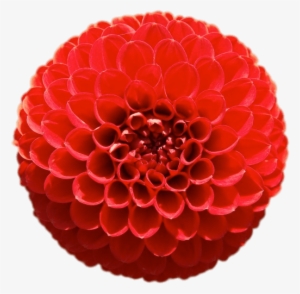 Download - Flower