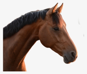 Horse Head Png - Horse Head No Background