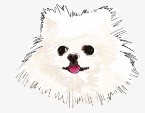04 Pom - Pomeranian