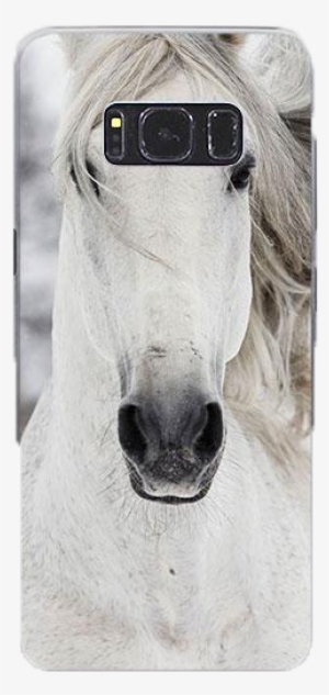 White Horse Head - Pferde Dvd