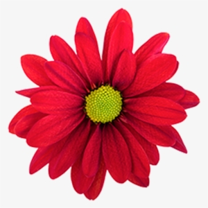Click To Enlarge Image Red Daisy Atlantis Red Red Daisy - Daisy