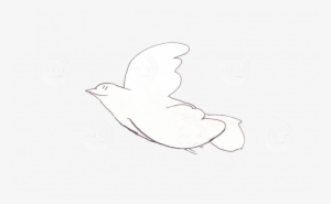 Simple And Neat Flying Bird / Dove - Bird