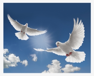 The Release Of Doves At Blanco Cottage - Romans 15 13 Kjv
