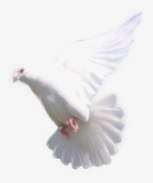 Dove Flying Png Dove - Rock Dove