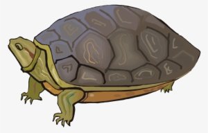 Free Turtle Clipart - Drawing