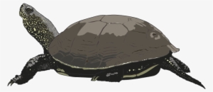 Hawaiian Sea Turtle Clipart Free Images 2 Clipartandscrap - Turtle