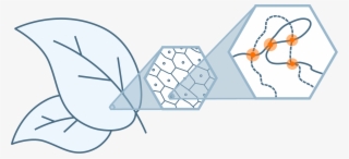 Our Proximo Hi-c Genome Scaffolding Technology Is The