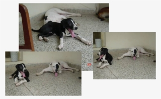 Balrog And Dozer Relaxing After Hard Exercise