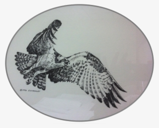 Osprey