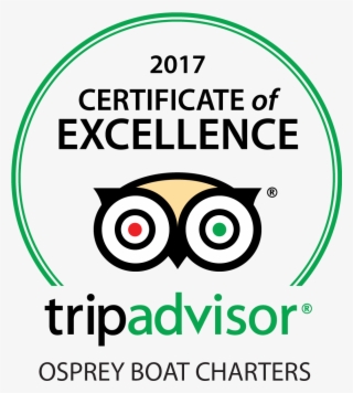 Trip Advisor