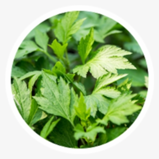 Mugwort