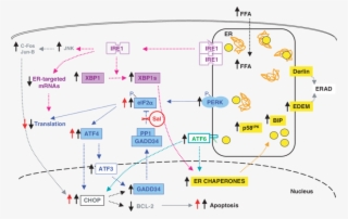 Ffa Induced Er Stress Response In Cells