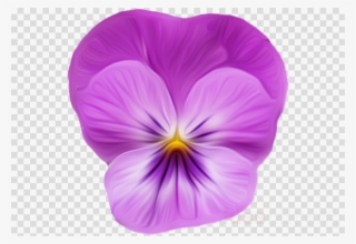 Фиалка Png Clipart Pansy Violet Viola