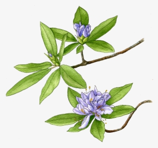 Illustration By Helen Krayenhoff