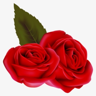 Bouqet De Roses Rosa Fleur Rouge Passion St Valentin