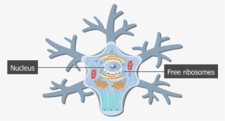 An Image Showing The Neuron Cell Body And It's Structures