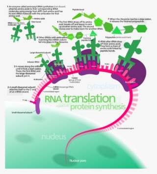 Overview Of The Translation Of Eukaryotic Messenger