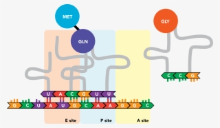 The Initiator Trna, Now In The E Site And Relieved