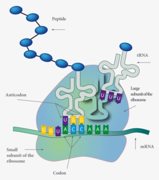 Cytoplasmic Membrane