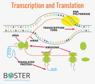 Transcription And Translation Process Diagram