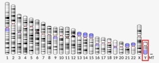 Ribosomes Png