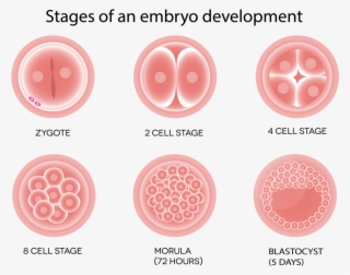 Stages Of Embryo