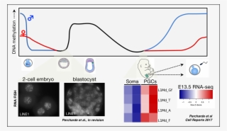 However, Line1 Rna Is Highly Abundant During Mouse