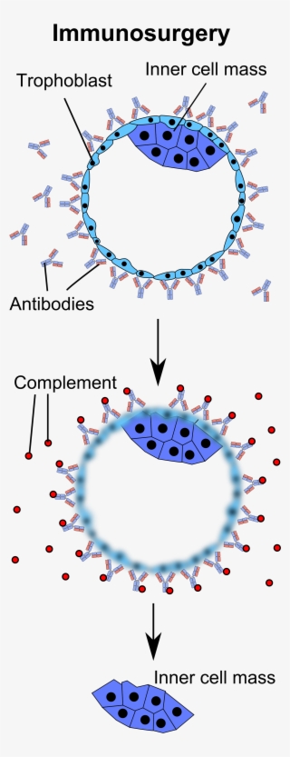 Immunosurgery Of A Blastocyst