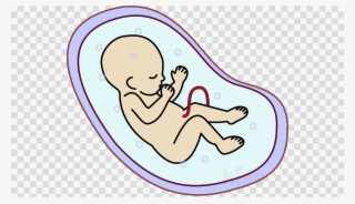 Embryo Png