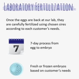 We Develop Embryos Using A Propriety Culture System