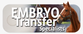 Equine Embryo Transfer Service