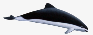 Dolphins Png