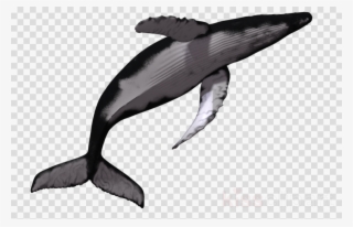 Baleia Png Clipart Baleen Whale