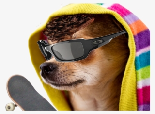 Cool Dog