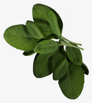 Baroque Russian Coriander
