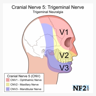 Cranial Nerve 5, Cn5, Ophthalmic Nerve, V1, Cnv1, Cn51,