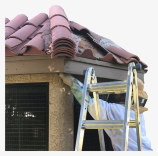 Bee Removal Expert V2