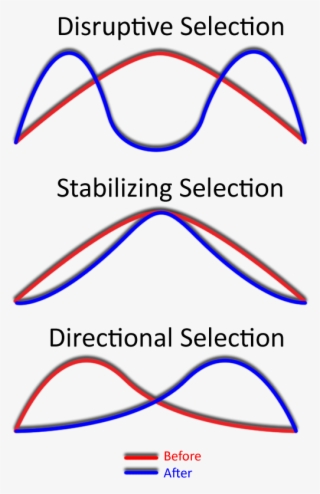 Selectiontypes-n0 Images