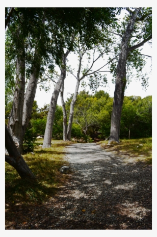 Forest Background Png