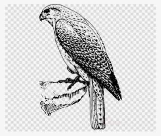 Falcon Drawing Png Clipart Hawk Bird Owl
