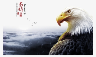 Bald Eagle High Definition Television D Film