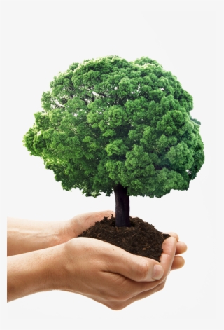 Two Hands Holding Out A Small, Green Tree